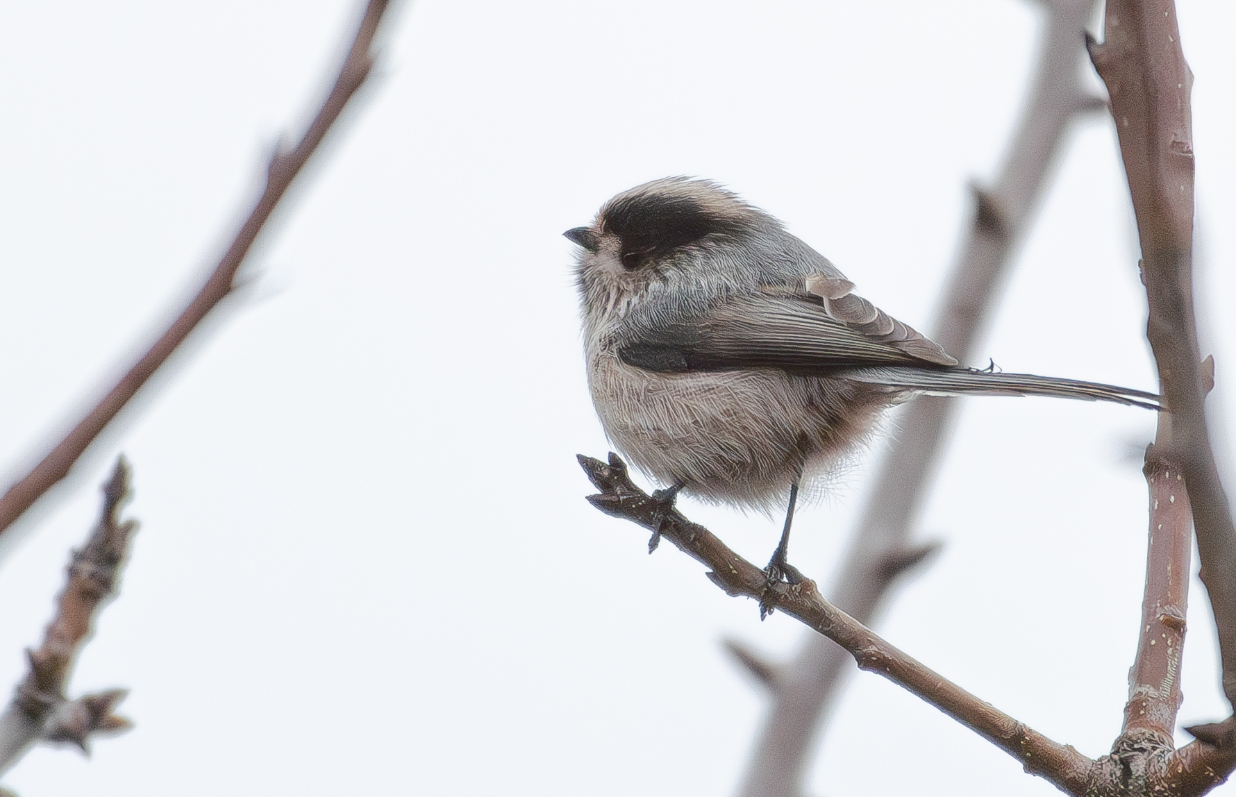 Long-tailed Tit